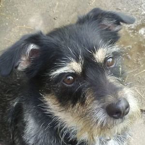 Meet your Posher, Antonio